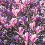 Magnolia Plant – Heaven Scent