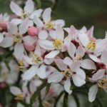 Choisya ternata Plant – Apple Blossom