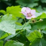 Rubus Odoratus 3.6 Litre Pot x 1