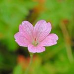 Geranium oxonianum Wargrave Pink Plants