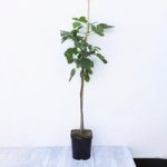 Fig (Ficus) Chelsea Standard