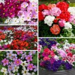 Best Selling 100 Summer Plants Collection