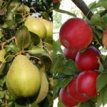 Apple & Pear Tree Duo