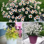 Summer Flowering Perennial Collection (18)