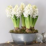 Hyacinth in Zinc Bowl – Gift