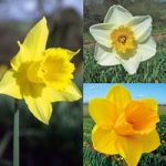 Daffodil (Cornish) Bulbs – Continuity Collection