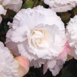 Begonia Tubers – Prima Donna White