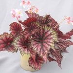 Begonia Plant – Star Bright