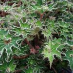 Begonia Plant – Sea Urchin