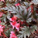 Begonia Plant – Serratipetala