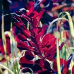 Cotinus Plant – Grace