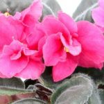 Saintpaulia Plant – Otoe