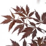 Acer Palmatum Plant – Black Lace
