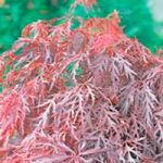 Acer Palmatum Plant – Crimson Queen