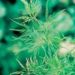 Acer palmatum Plant – Dissectum