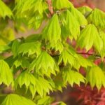 Acer Plant – shirasawanum Aureum