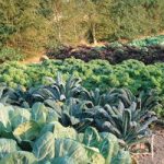Our Selection Brassica Veg Potted Plants