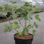Cytisus battandieri Plant