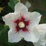 Hibiscus syriacus Plant – Red Heart
