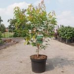Acer ginnala Plant – Bailey Compact