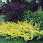 Berberis Thunbergii Plant – Golden Carpet®