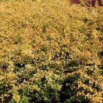 Berberis thunbergii Plant – Golden Dream