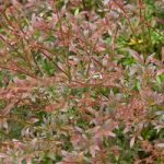 Berberis thunbergii Plant – Red Dream