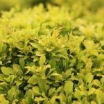 Berberis thunbergii Plant – Tiny Gold