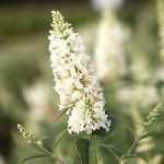 Buddleja Argus® Plant – White