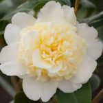 Camellia japonica Plant – Jury’s Yellow