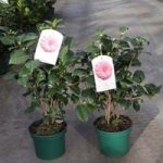 Camellia japonica Plant – Virginia Franco