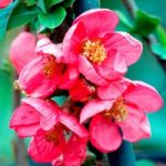 Chaenomeless superba Plant – Pink Lady