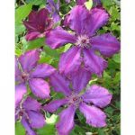 Clematis Plant – Honora
