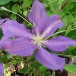 Clematis Plant – Luther Burbank