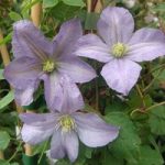 Clematis Plant – Prince Charles