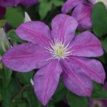 Clematis Plant – Sunset