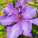 Clematis Plant – The President