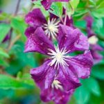 Clematis viticella Plant – Etoile Violette