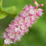 Clethra alnifolia Plant – Ruby Spice