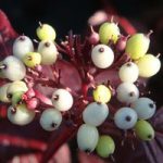 Cornus alba Plant – Siberian Pearls