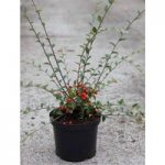 Cotoneaster franchetii Plant