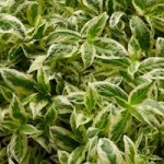 Diervilla sessilifolia Plant – Cool Splash® First Editions®