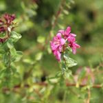 Escallonia Plant – Dart’s Rosyred