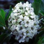 Escallonia Plant – Iveyi