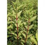 Forsythia koreana Plant – Kumsum