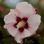Hibiscus syriacus Plant – Rosso® Belli Colori