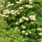 Hydrangea anomala petiolaris Plant