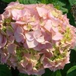 Hydrangea macrophylla Plant – Bouquet Rose