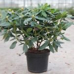 Rhododendron Plant – Catawb. Grandiflorum
