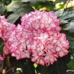 Hydrangea macrophylla Plant – Mirai®